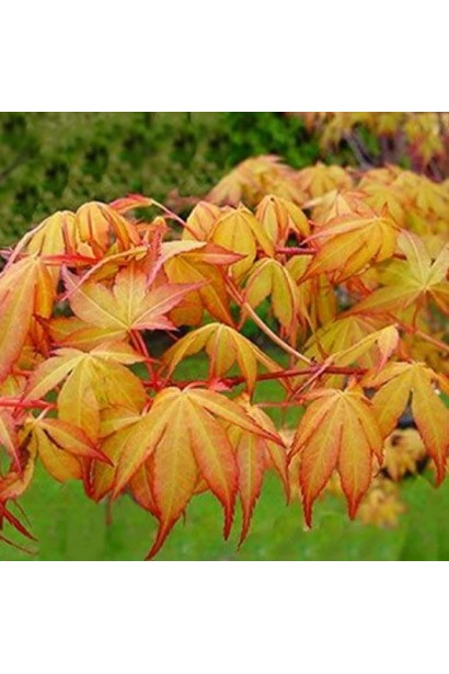 Крупний план листя Acer palmatum Katsura. 